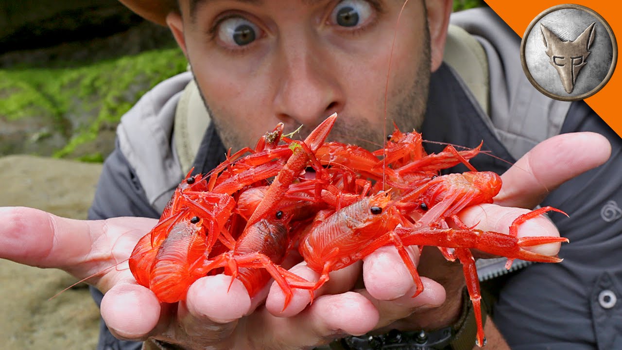 Red Crab Invasion Closed Captions By CCTubes