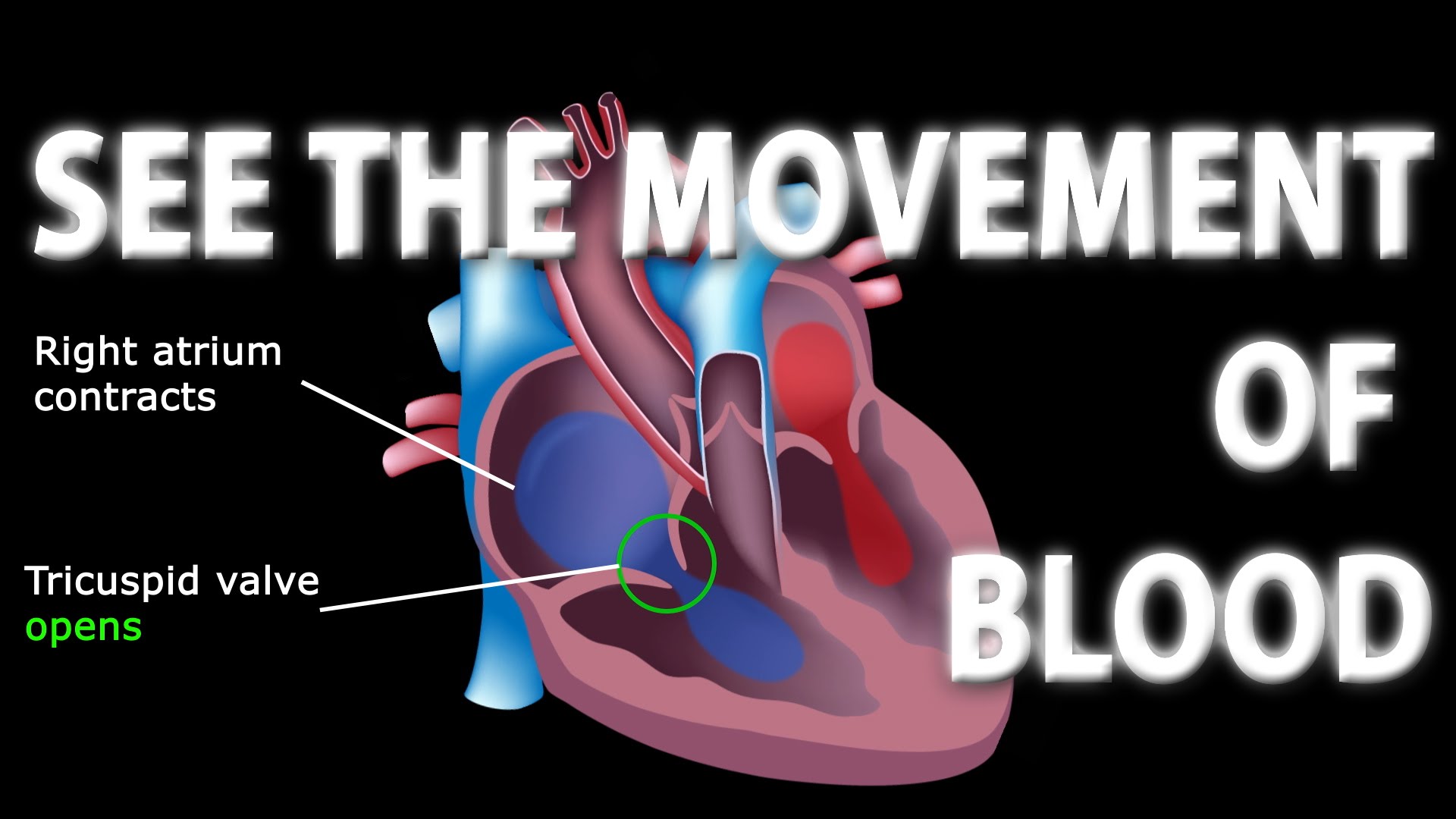 The Pathway of Blood Flow Through the Heart Animated ...