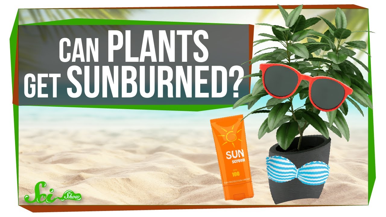 Can Plants Get Sunburned? Closed Captions by CCTubes