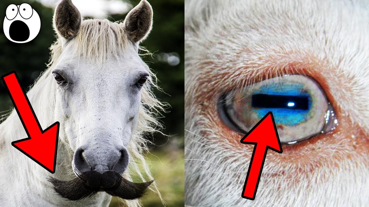 Top 10 Animal Features You Never Noticed Have Special Purposes - Closed