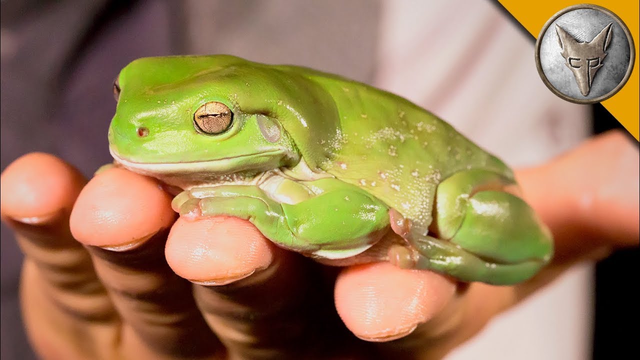 My BIG FAT Green Tree Frog! - Closed Captions by CCTubes