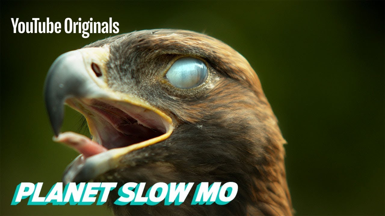 Super Slow Motion Birds Closed Captions By Cctubes