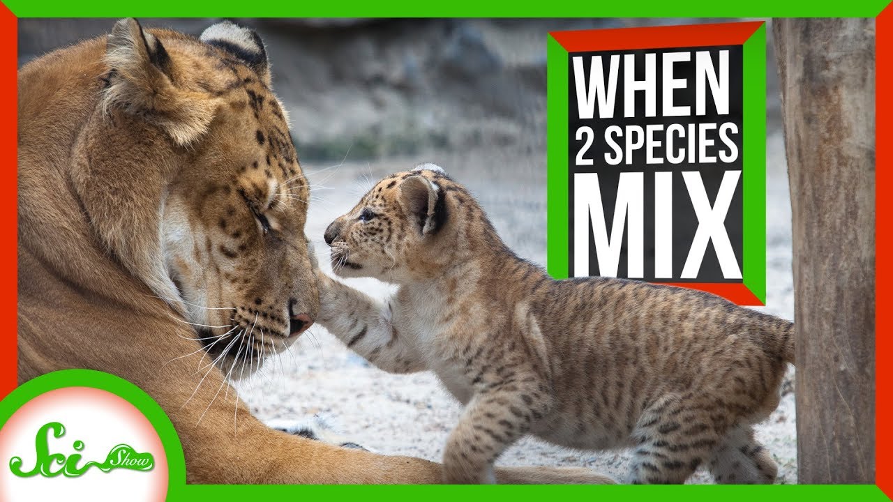 when-two-species-mix-closed-captions-by-cctubes