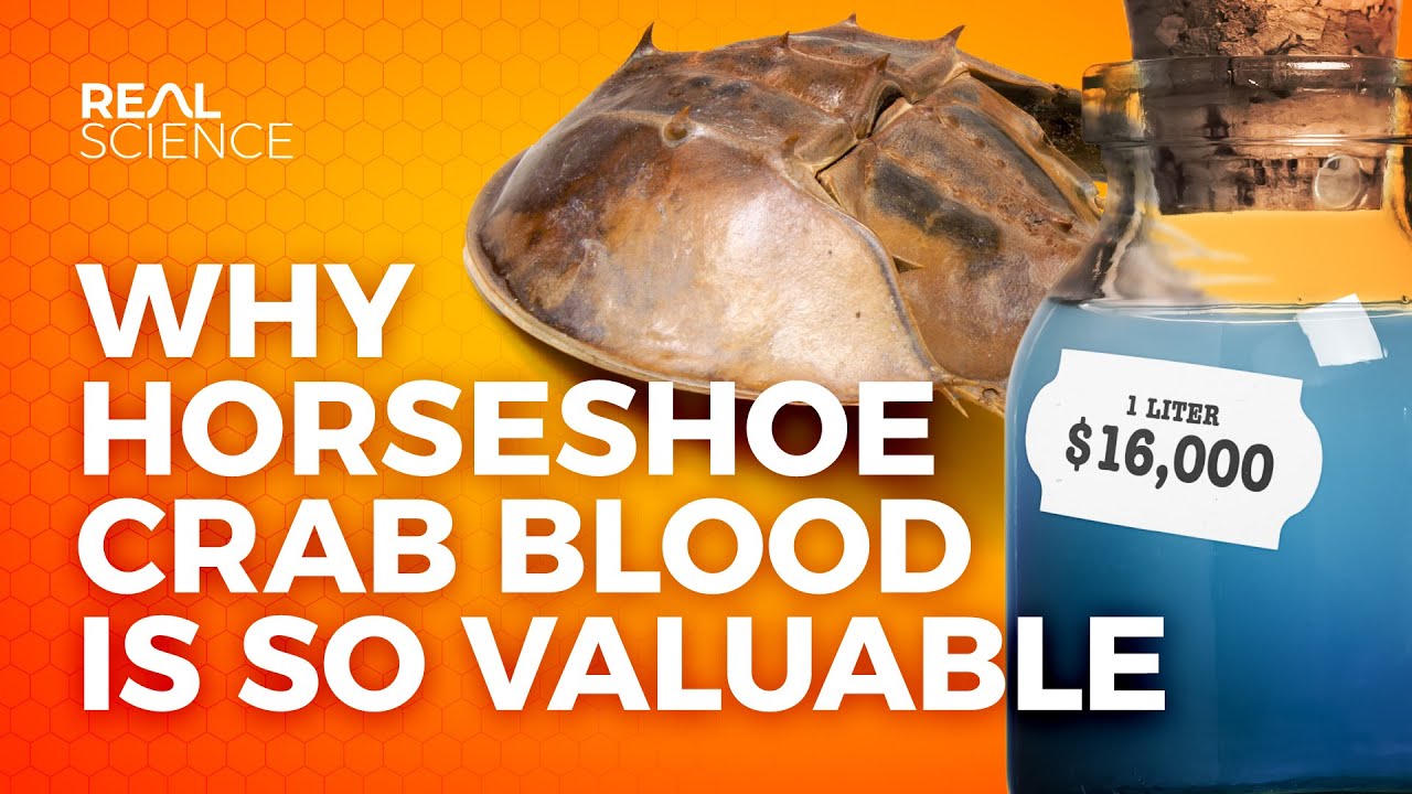 Why Horseshoe Crab Blood Is So Valuable Closed Captions by CCTubes